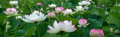 蓮
